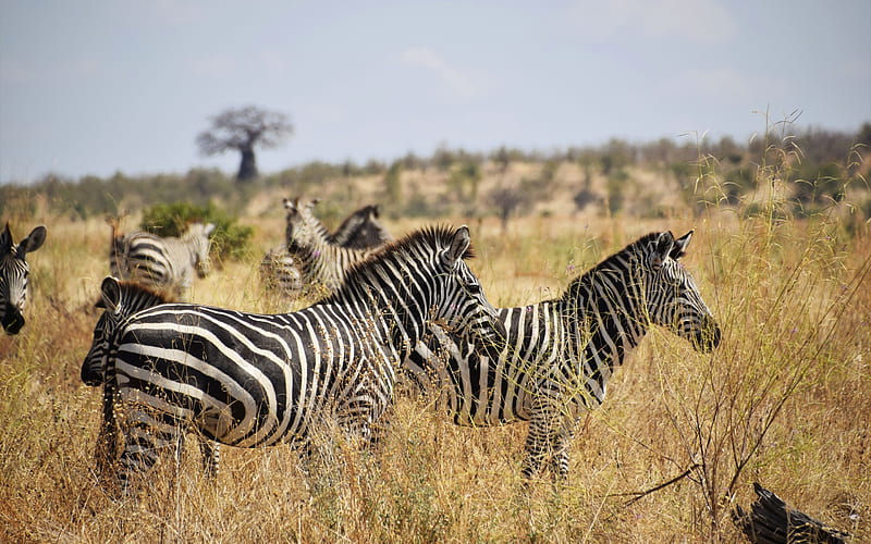 zebra, wildlife, wild animals, herd of zebras, Africa, savannah, zebras, HD wallpaper