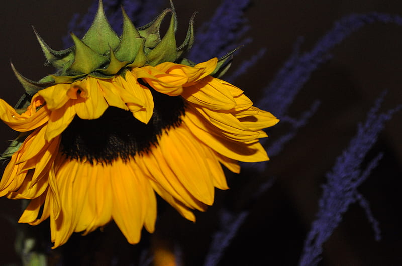 Sadness ~, sun, bonito, sunflower, sometimes, sad, flowers, beauty, nature,  HD wallpaper | Peakpx