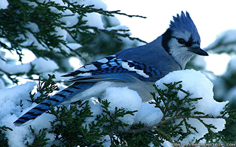 Blue Jay, bird, snow, trees, jay, animal, blue, winter, HD wallpaper