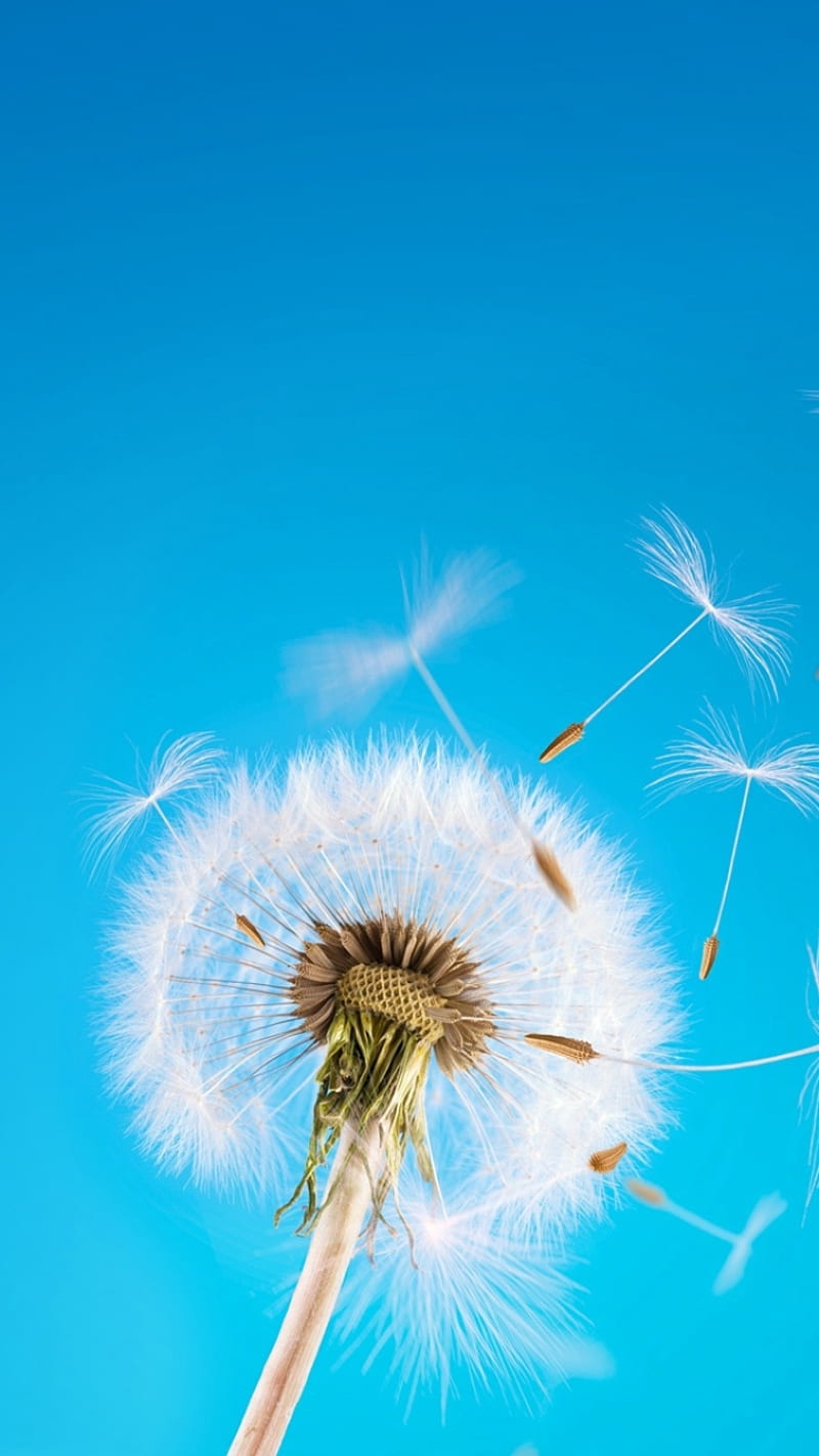 Dandelion, blue sky, flower, macro, nature, xperia, HD phone wallpaper |  Peakpx