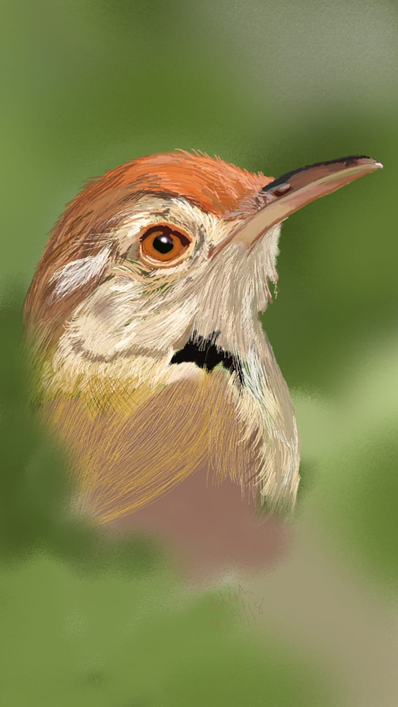 Common Tailor Bird, digital, drawing, nature, HD phone wallpaper