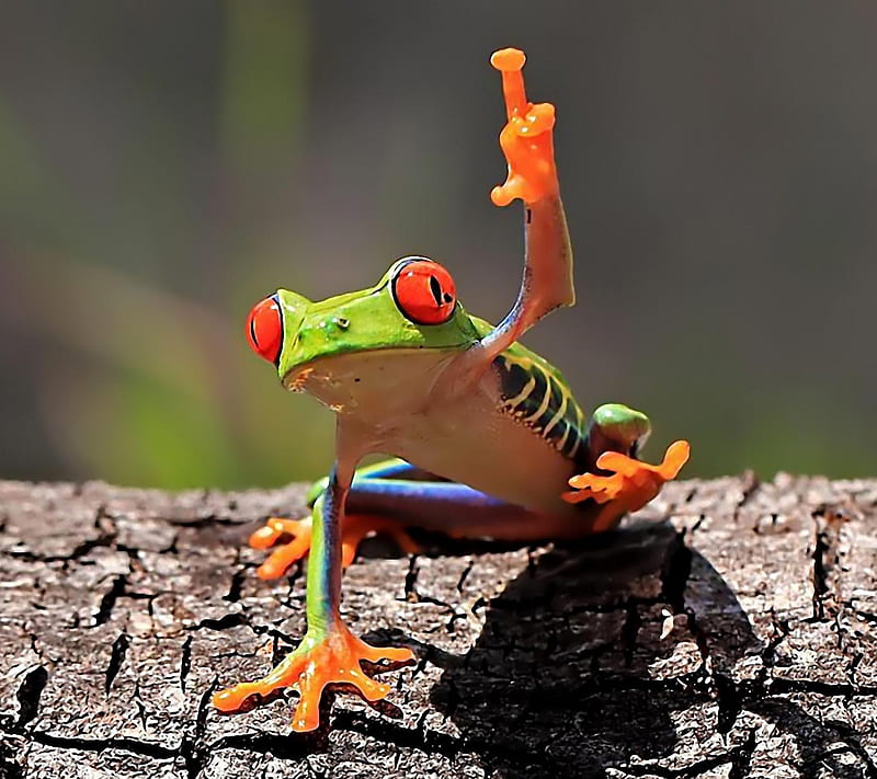 Hello, frog, green, HD wallpaper