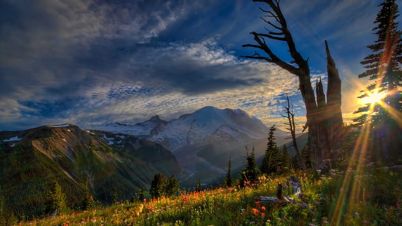 gorgeous sunbeams on a mountainside, tree, subeams, mountains, flowers, sunset, HD wallpaper
