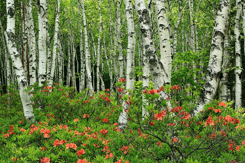 Earth, Birch, Flower, Forest, Spring, HD wallpaper