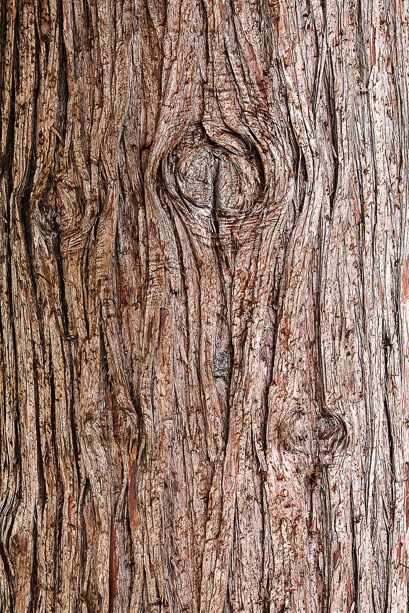 bark, wooden, texture, wood, HD phone wallpaper