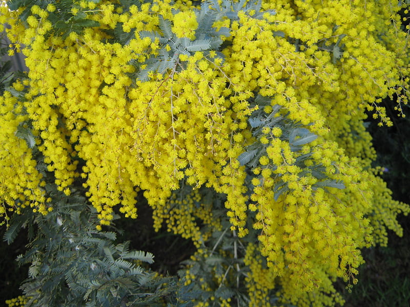 Australian Wattle, flower, australia, yellow, wattle, HD wallpaper