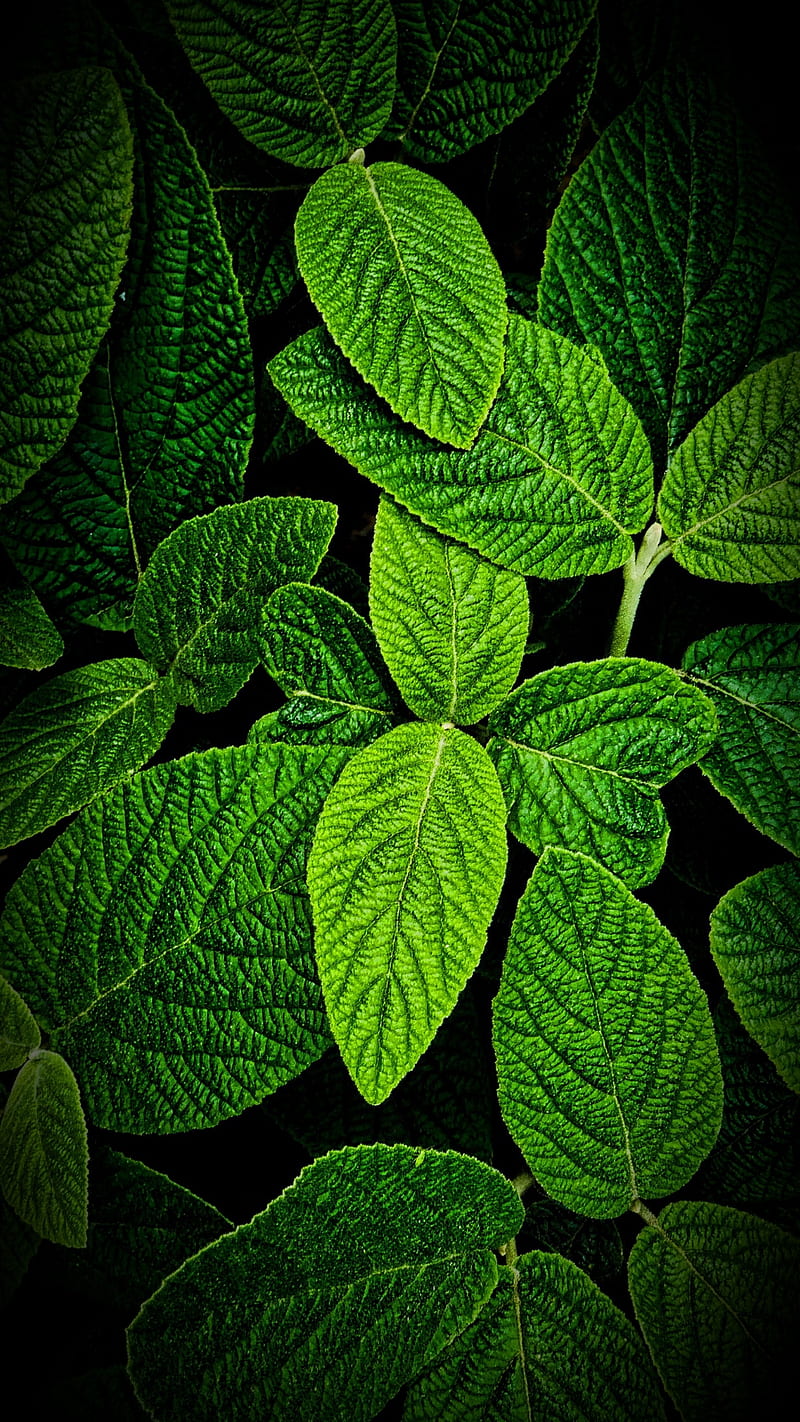 HD   Green Leaf Leaves One 