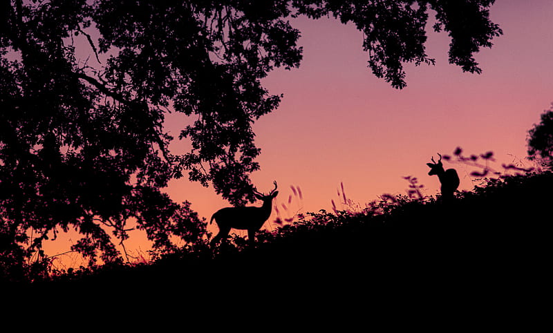 deer, silhouette, dark, HD wallpaper