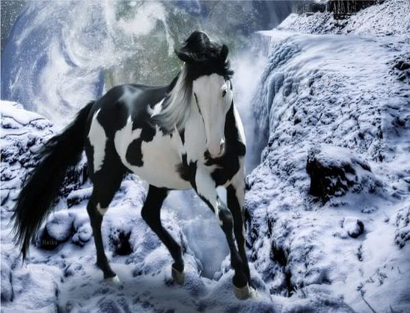 horse, black, white, winter, HD wallpaper