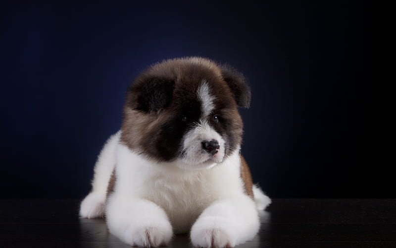 Caucasian Shepherd Dog, little cute puppy, white black small dog, pets, HD wallpaper