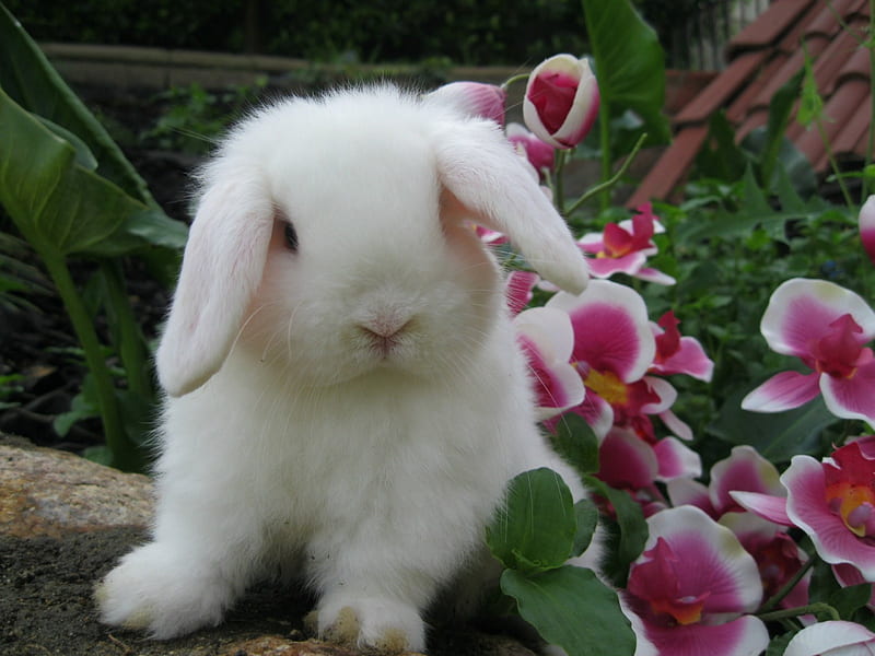 Spring Holland Lop Bunny, rabbit, Netherlands, flowers, Holland Lop Rabbit, Holland Lop, bunny, Spring, Holland Lop Bunny, HD wallpaper
