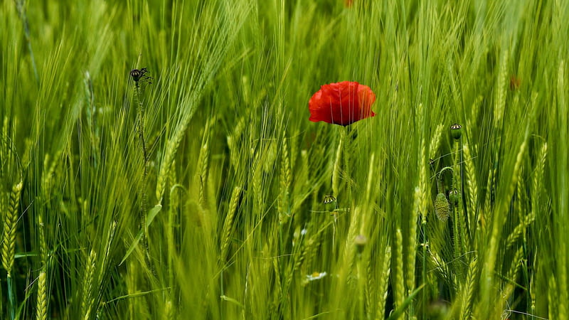 In the meadow, poppy, nature, field, meadow, HD wallpaper | Peakpx