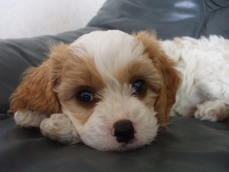 About Cavachons — Green Valley Kennel - Cavachon, Golden Retriever and  Golden Cocker Retriever puppies for sale in Limerick.