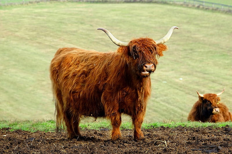 Galloway cow, Brown, Scottland, Grass, Cow, Animals, Galloway, HD wallpaper