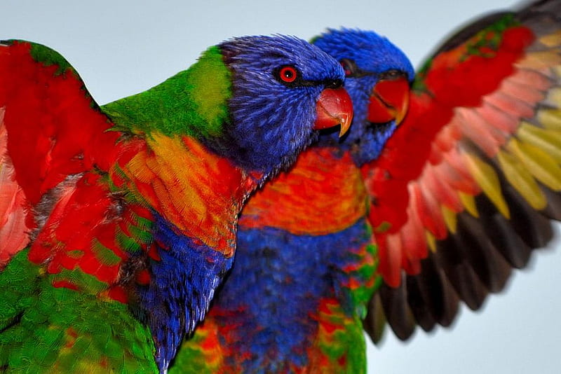 Rainbow Lorikeets, colorful, birds, animal, HD wallpaper