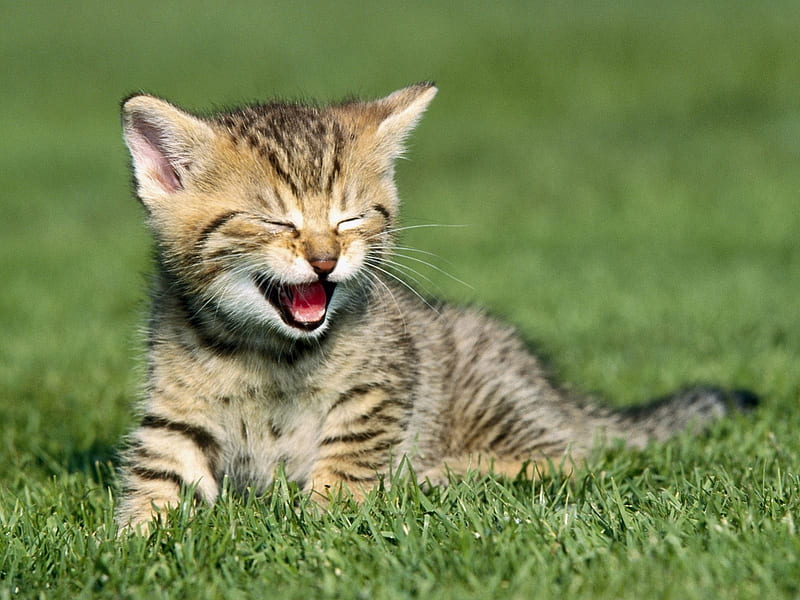 Aaa, Aaa, Aaaatchoooooo!, sneeze, pretty, little, lovely, laugh, cat, cute, kitten, friendly, reddish, HD wallpaper
