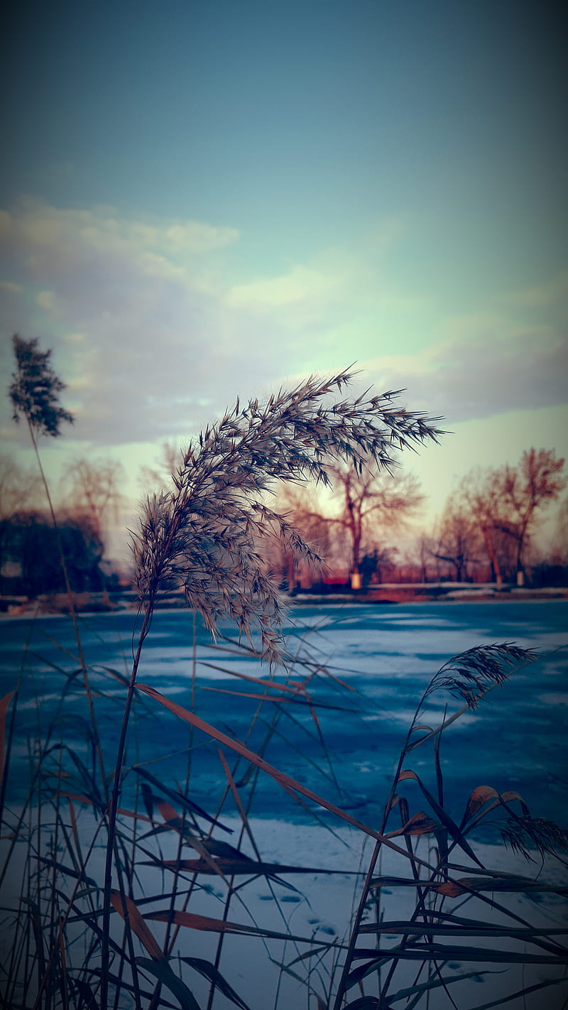 Winter, frozen, lake, nature, snow, HD phone wallpaper