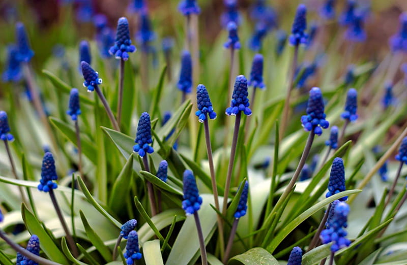 Beautiful wild flowers, flowers, bonito, blue, wild, HD wallpaper | Peakpx