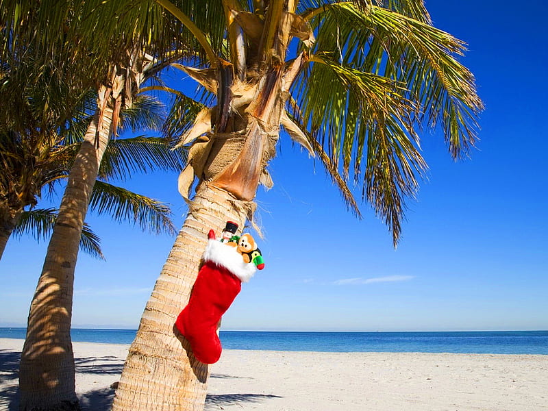 Tropical christmas, sun, christmas, holiday, sunny, new year, sky