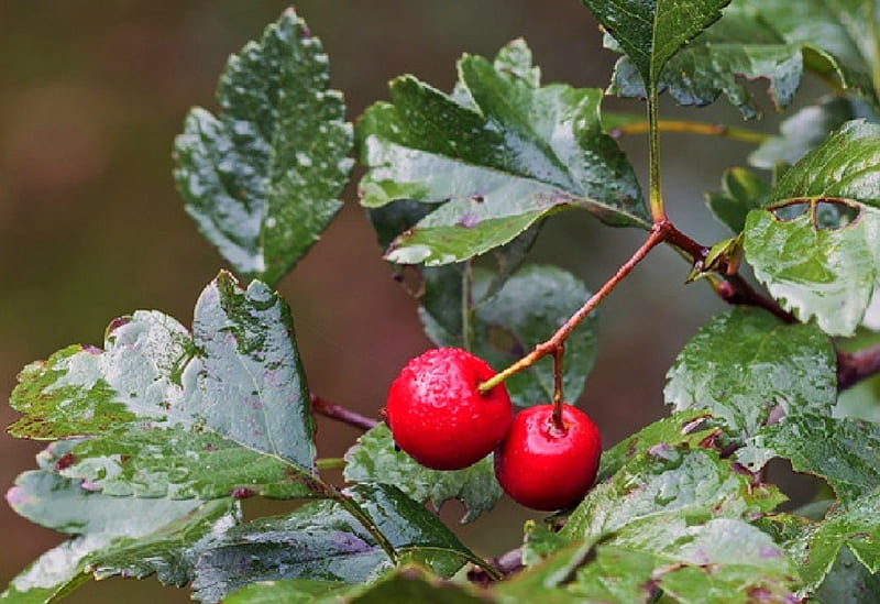 Leaves ans Cherries, red, green, snow, cherries, Leaves, HD wallpaper