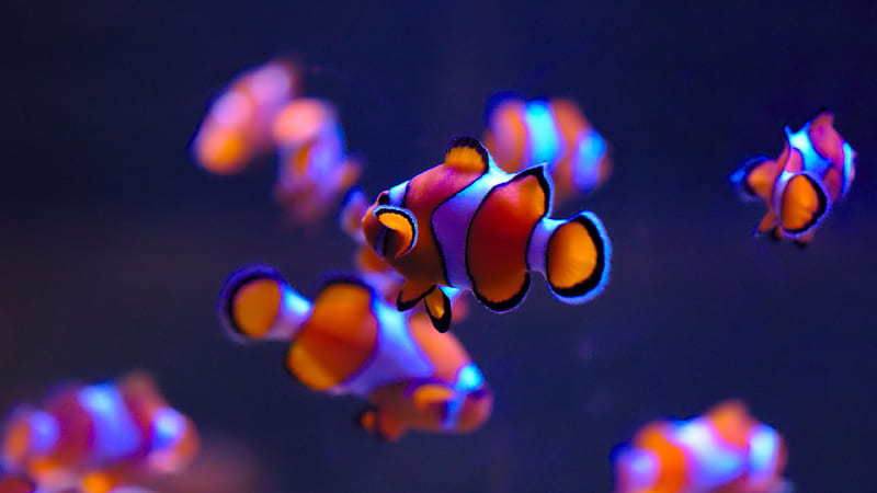 Clownfish in aquarium 2020 Animal graphy, HD wallpaper