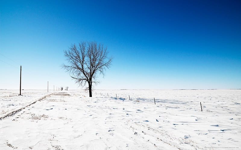 Snow Road Tree-Beautiful natural scenery, HD wallpaper