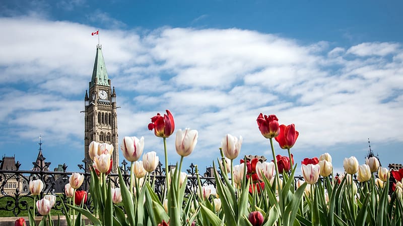 Tulips Parliament Buildings Festival Ottawa Bing, HD wallpaper
