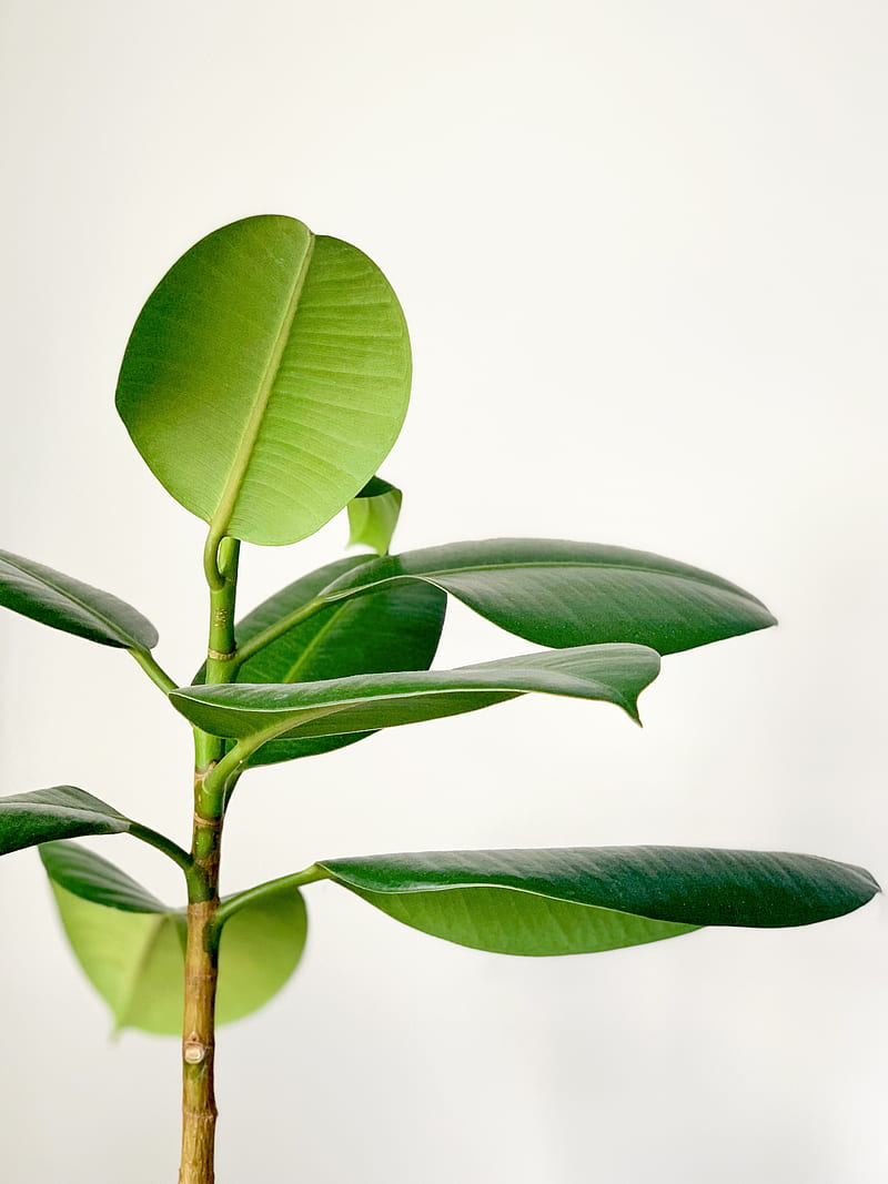 Green Leaf Plant in Close Up graphy, HD phone wallpaper