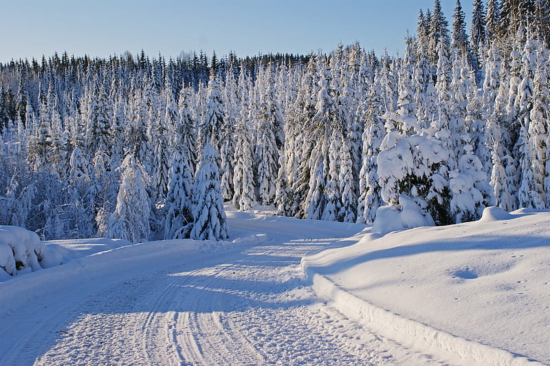 Winter, winter time, trees, snowy, splendor, snow, path, nature, road, landscape, HD wallpaper