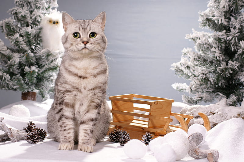 Christmas Cat, nice, snow, decoration, sitting, christmas scenery, tiger, cat, trees, HD wallpaper