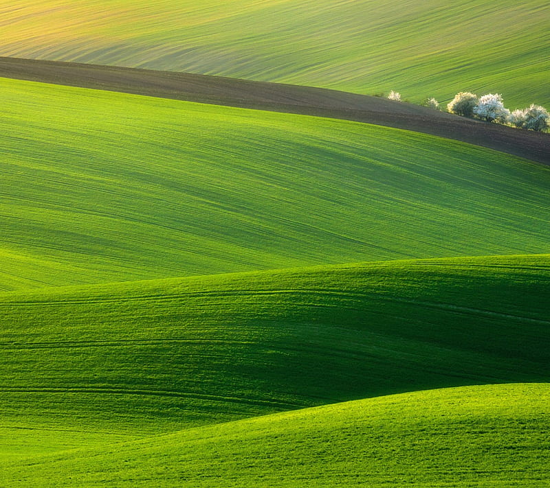 GREEN FIELD, farm, grass, gree, village, HD wallpaper
