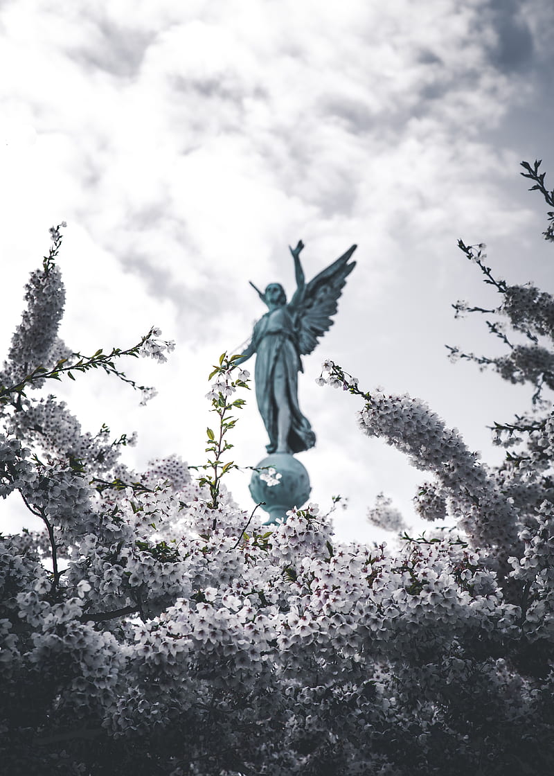 sakura, statue, angel, flowers, bloom, branches, HD phone wallpaper