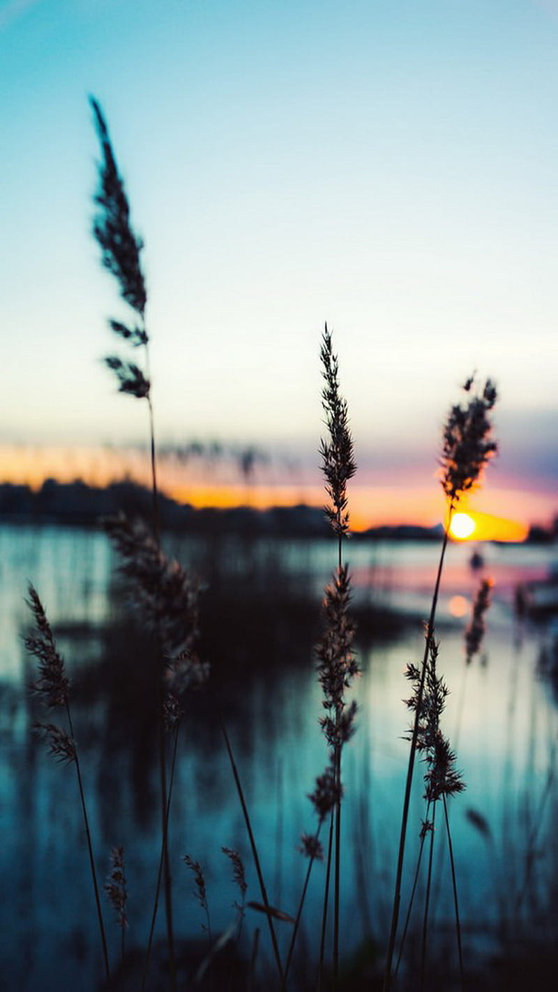 Dawn, lake, dusk, reed, weeds, HD phone wallpaper