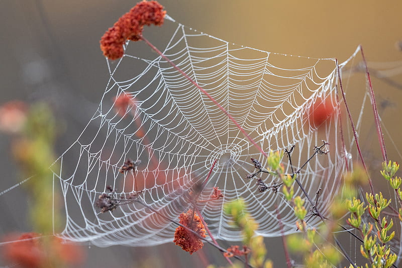 spider web, dew, wet, macro, HD wallpaper