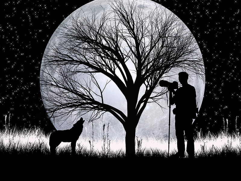 Wolf, moon, night, tree , black and white, stars, scenes, season, HD wallpaper