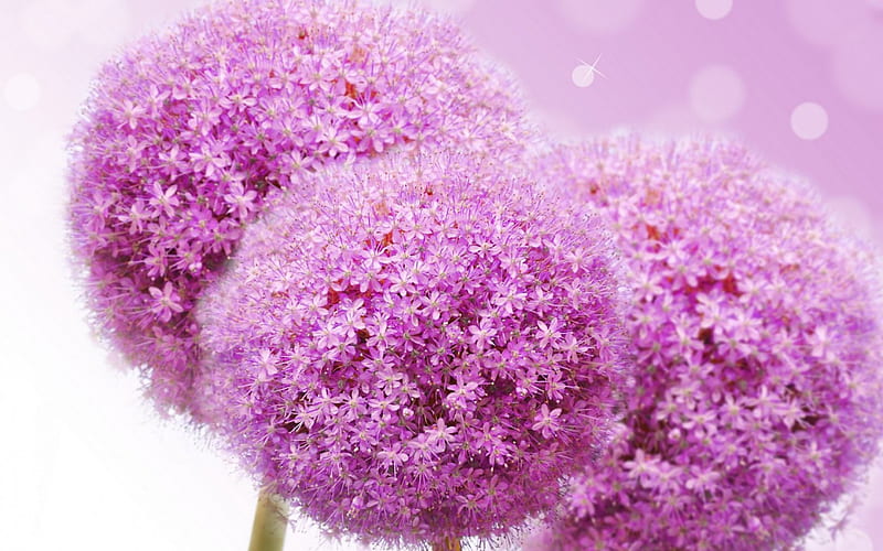 Allium, ball, flower, white, pink, HD wallpaper