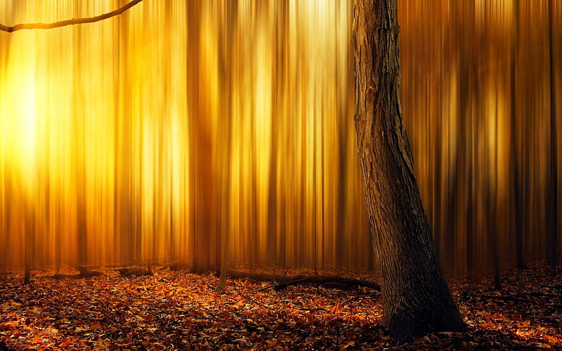 Golden Forest, forest, nature, gold, trees, HD wallpaper
