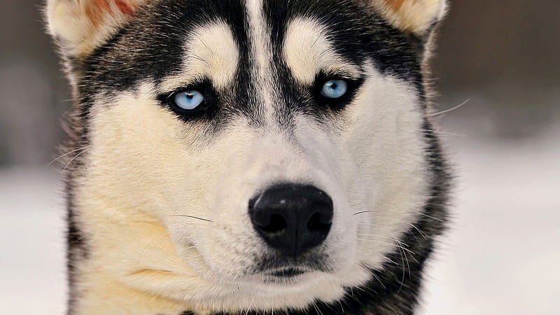 Siberian Husky Eyes, siberian-husky, animals, dog, HD wallpaper