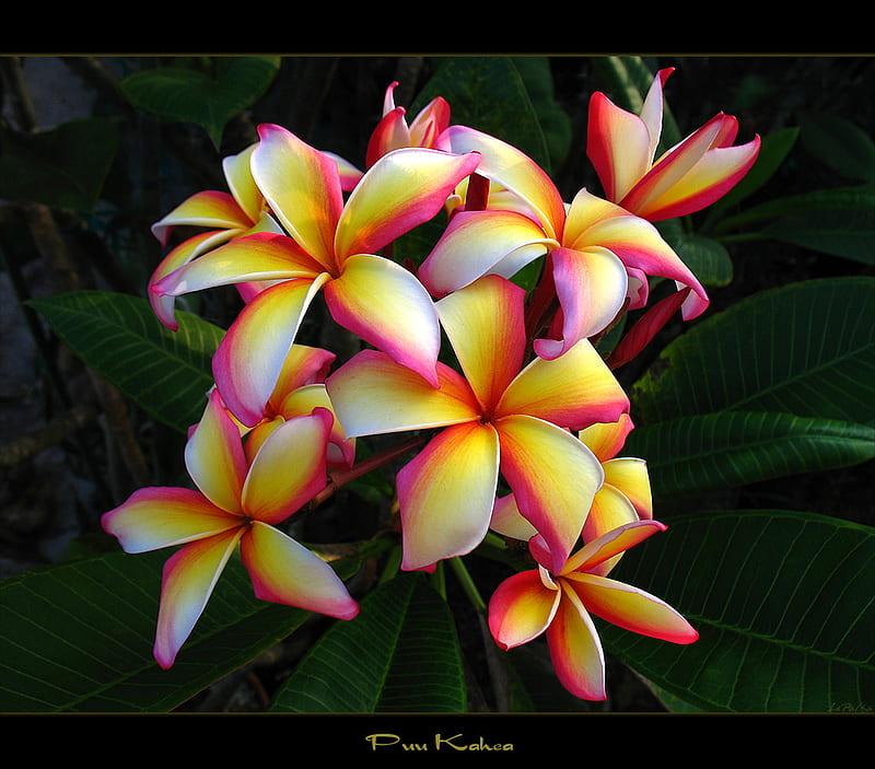 Beautiful hawaiian Flowers., diversity, paradise, tropical, courage, HD wallpaper
