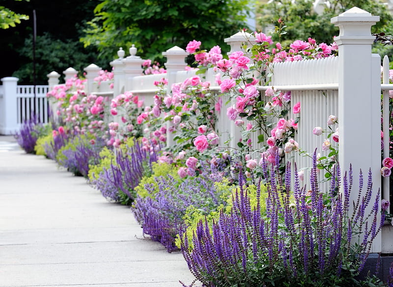 White fence with lavenders and pink roses, fence, purple, garden, lavender, roses, white, pink, HD wallpaper