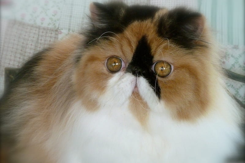 Calico Persian, calico, feline, cat, fur, HD wallpaper