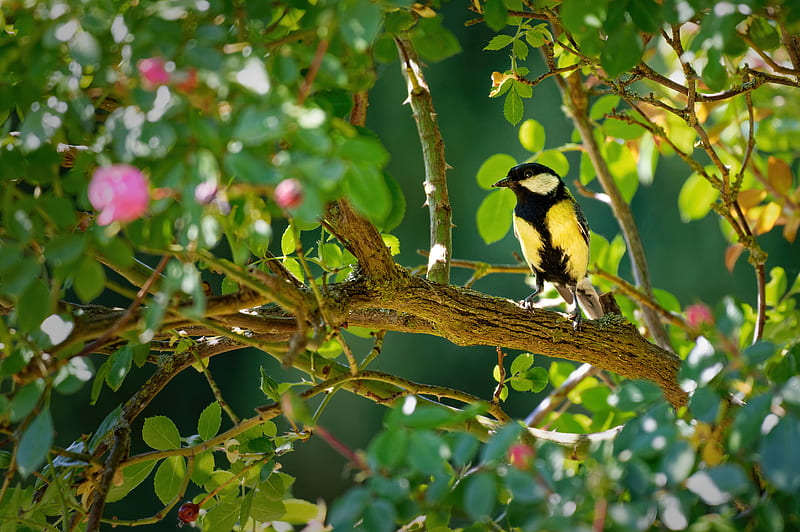 tomtit, bird, bright, branches, HD wallpaper