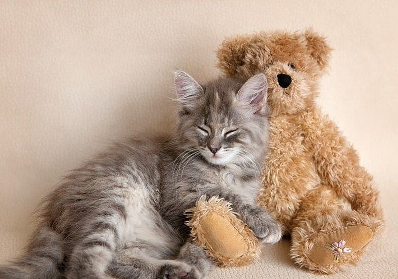Kitten sleeping with Teddy bear, sleep, toy, cat, animal, cute, rachael hale, kitten, teddy bear, pisica, HD wallpaper