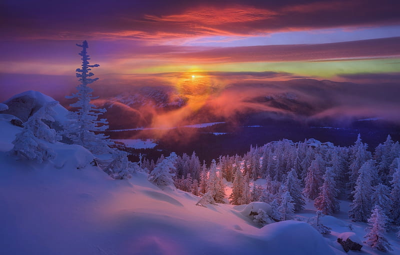 Earth, Winter, Fir Tree, Snow, Sunset, HD wallpaper