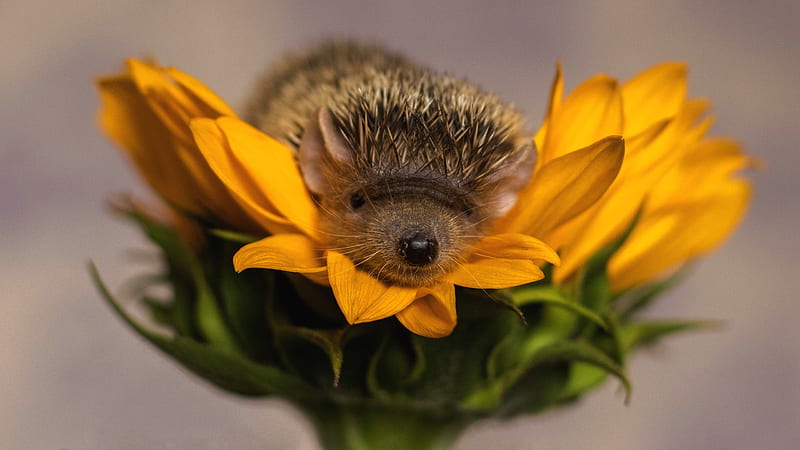 Hedgehog, cute, arici, flower, yellow, sunflower, baby, sweet, HD wallpaper