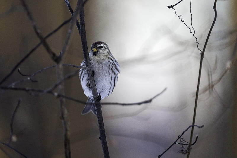 redpoll, bird, beak, branch, HD wallpaper