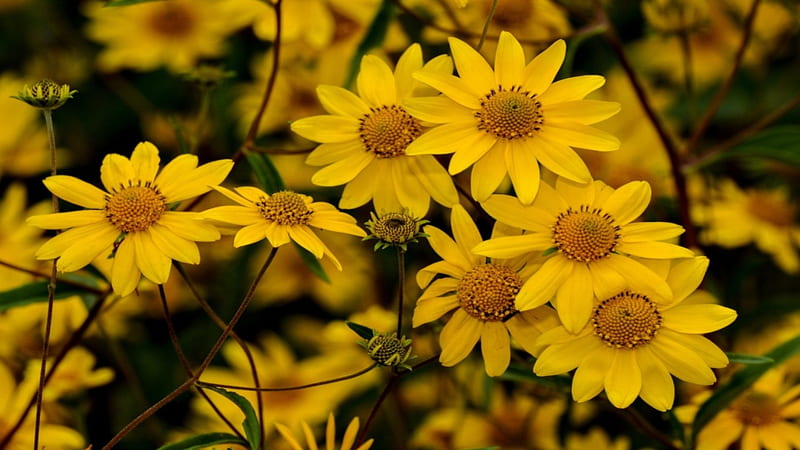 Yellow Daisies, center, bunch, flowers, yellow, nature, petals, daisy, field, HD wallpaper