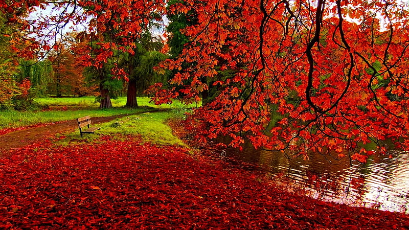 Splendid Nature, red, splendid, view, grass, bench, lake, foliage, tree, leaves, green, nature, HD wallpaper