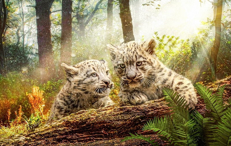 Cats in the Forest, forest, young, nature, tree, animals, HD wallpaper