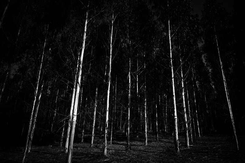 bw, trees, forest, gloomy, HD wallpaper